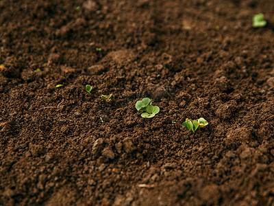 棕色土壤上生长着小绿萝卜植物