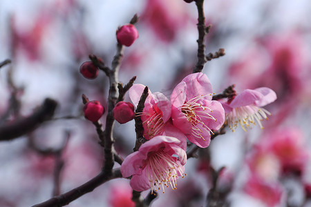 梅花黄色花摄影照片_美丽的梅花在春天绽放