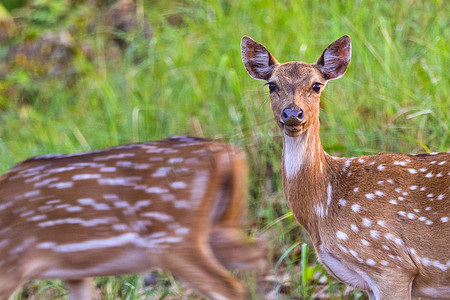 梅花鹿，Cheetal，皇家巴迪亚国家公园，尼泊尔