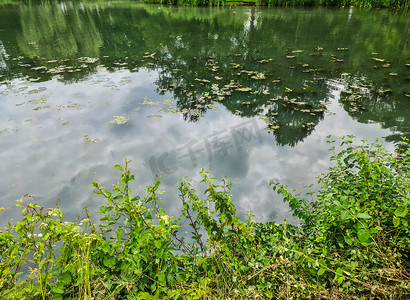受污染的池塘摄影照片_藻类在水面形成厚层的背景纹理图案