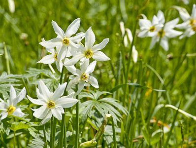 春立春摄影照片_草地上的白色达夫斯