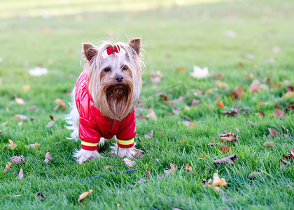 穿着红色外套的约克夏犬站在草地上