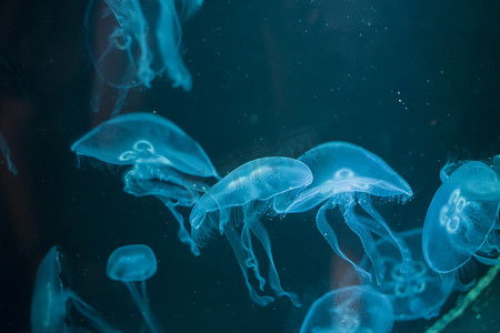 发光的水母摄影照片_蓝色背景上的美杜莎。