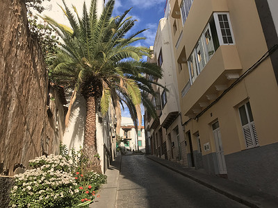 大胡同摄影照片_在阿鲁卡斯街道上的棕榈树