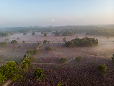 荷兰 Veluwe Zuiderheide 公园盛开的石南花田、盛开的紫粉色石南花、盛开的加热器