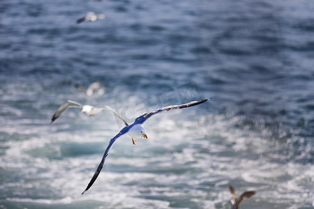 海鸥，白海鸥，飞翔的海鸥