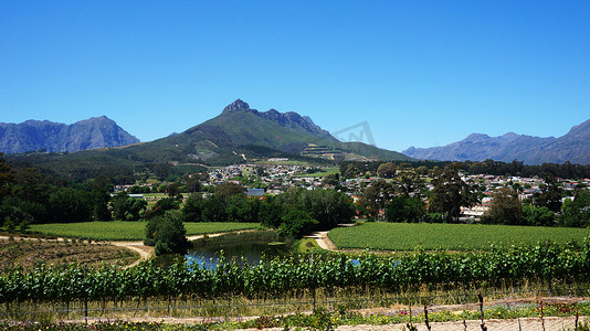 南非西开普省的葡萄园