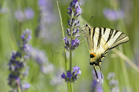 稀缺燕尾 (Iphiclides podalirius) 蝴蝶