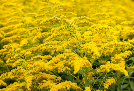 Solidago gigantea 或一枝黄花开花植物。