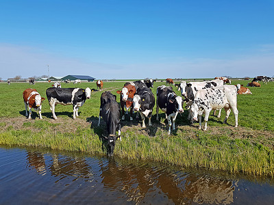 春天在荷兰草地上的奶牛