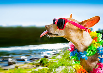 海滩暑假狗