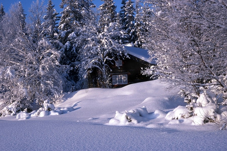 森林里的雪屋