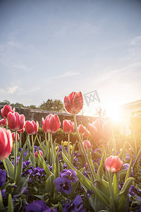 五颜六色花摄影照片_五颜六色的春天花的安排在公共公园，春天