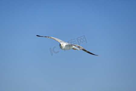海鸥白色摄影照片_海鸥，白海鸥，飞翔的海鸥