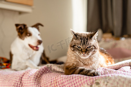看起来摄影照片_躺在床上的猫狗，猫看起来很生气