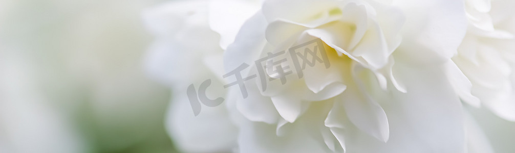 抽象花卉背景，白色特里茉莉花花瓣。