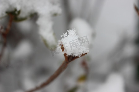 冬季降雪期间植物叶子上的雪