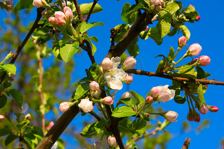 蓝天背景下的苹果树花。