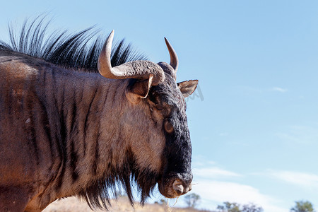 gnu摄影照片_野生牛羚 Gnu 的肖像