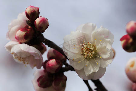 美丽的梅花在春天绽放