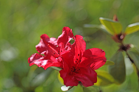 红杜鹃花 红杜鹃花