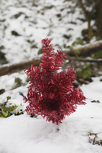 外面的红色人造圣诞树在白雪覆盖的佛