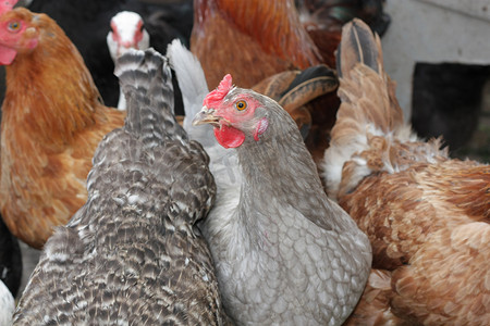 农耕饲养摄影照片_一群牧场饲养的鸡在地上啄食