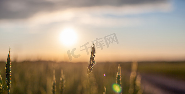 麦穗黄色摄影照片_日落时分，一只苍蝇停在麦穗或黑麦穗上。
