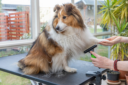 Sitting Sheltie Dog 由专业美容师女士修剪。