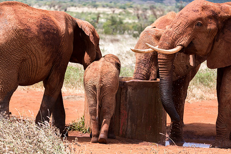 一头红色大象从井里喝水