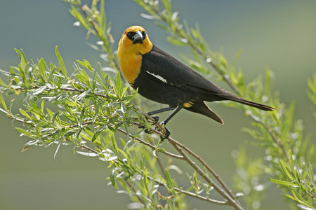 倒雄黄酒摄影照片_雄性黄头黑鸫 (Xanthocephalus xanthocephalus)