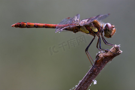 红色蜻蜓摄影照片_红黄蜻蜓