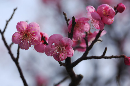 梅花黄色花摄影照片_美丽的梅花在春天绽放