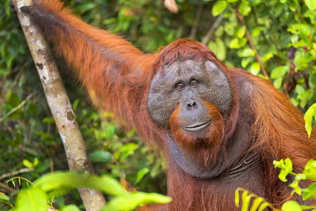 红毛猩猩，丹戎普亭国家公园，婆罗洲，印度尼西亚