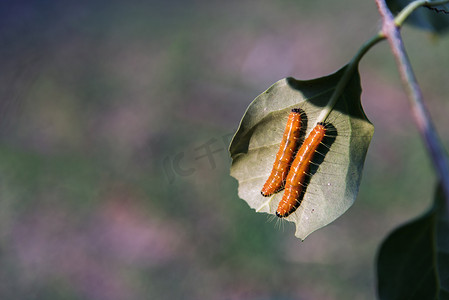 两条大橙色蠕虫或斑点夹竹桃毛虫在绿叶上爬行。