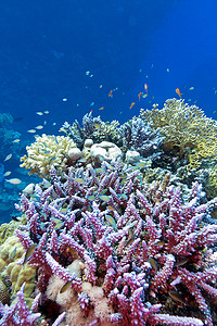 蓝色水背景下热带海底珊瑚礁与硬珊瑚紫鹿角