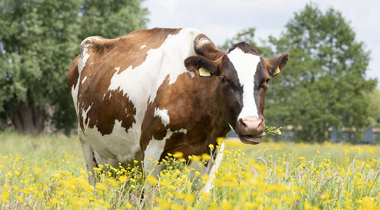 奶牛斑点摄影照片_红白相间的斑点牛在开着黄色毛茛花的草地上