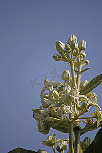 Calotropis gigantea，冠花