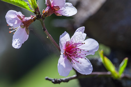 春天盛开的桃花摄影照片_桃花 8 的宏观细节