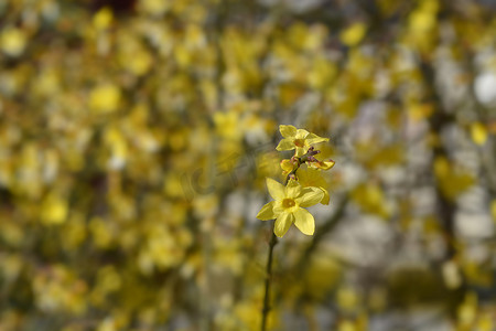 迎春花