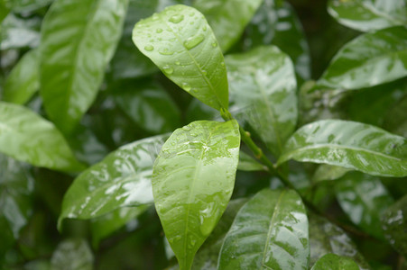 落在绿树植物叶子上的夏季季风雨。