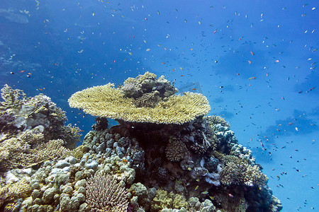 气泡珊瑚摄影照片_蓝色水背景下热带海底珊瑚礁与硬珊瑚和异国情调的鱼