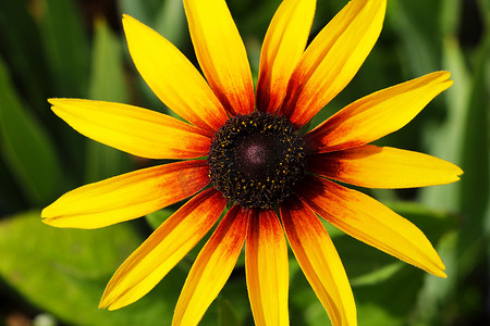 黄金菊：花园里的黑眼苏珊花。