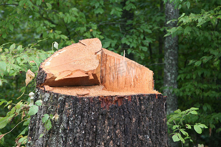 一棵摄影照片_一棵刚砍下来的树的特写