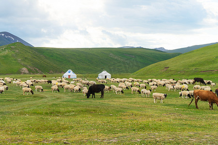 羊在草地上的照片。