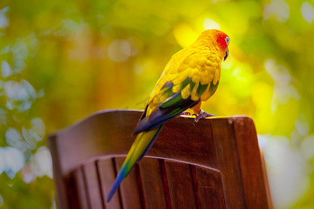 相爱的鸟摄影照片_马尔代夫，一只鹦鹉鸟