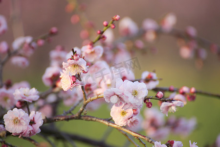 梅花黄色花摄影照片_美丽的梅花