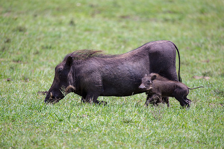 大猪摄影照片_疣猪在肯尼亚的大草原上吃草