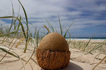 昆士兰州摄影照片_在澳大利亚昆士兰州彩虹海滩的海滩上打开椰子。
