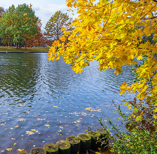 河边背景摄影照片_在阳光明媚的秋日，河边枫树上亮黄色的叶子。